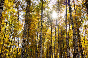 Fototapeta premium birch grove in autumn afternoon. the sun among the trees