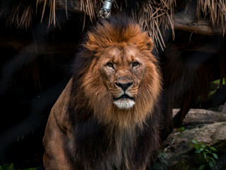 A lion looks around while standing in a zoo