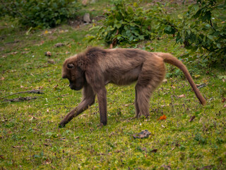 Monkeys look for food in the grass at the zoo