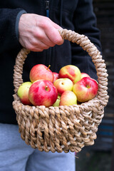 apples in the basket