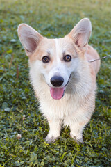corgi dog on the grass