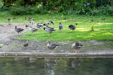 Geese, ducks and other birds rest on the shore of a pond on a warm summer day in a city park in Paris, France.