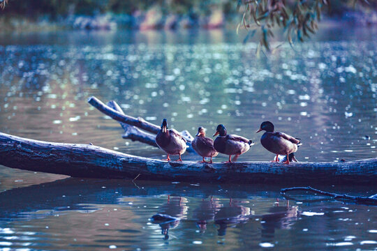 Beautiful photo of ducks on a tree branch in a pond
