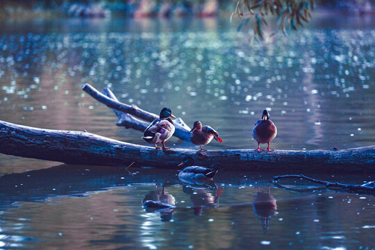 Duck Jumping Into Pond