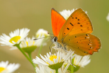 Czerwończyk dukacik (Lycaena virgaureae)