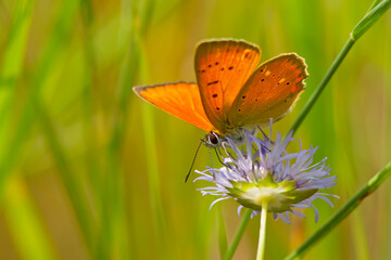 Czerwończyk dukacik (Lycaena virgaureae)