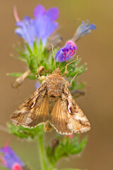 Błyszczka jarzynówka, literówka jarzynówka (Autographa gamma)