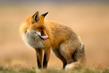Lis (Vulpes vulpes)