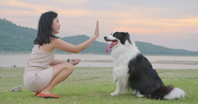 Cute black and white border collie dog touch owner hand by paw, give high five to woman. Attractive young asian female animal trainer play with her smart cheerful pet with sunset in park. Slow motion.