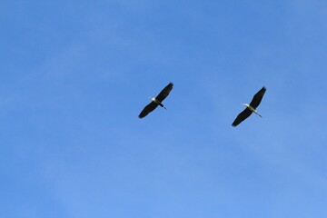 Two herons flying in the sky
