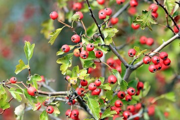 Ripening hawthorn fruits on branches in autumn
