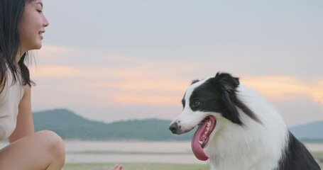 Cute black and white border collie dog touch owner hand by paw, give high five to woman. Attractive young asian female animal trainer play with her smart cheerful pet with sunset in park. Slow motion. - Powered by Adobe