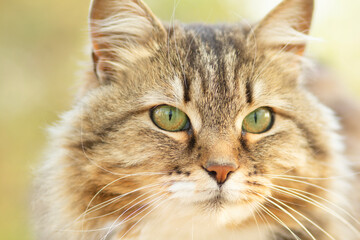 portrait of a beautiful siberian cat in nature