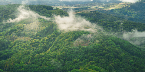 Mañanas de niebla en el bosque