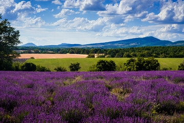 Fototapeta na wymiar Lavender and mountains on the Albion plateau