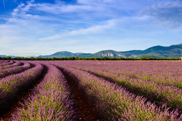 Curved row of lavender and mountains on Valensole plateau