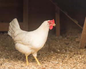 A white hen walks around the chicken coop on the farm