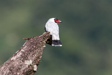 Masked tityra (Tityra semifasciata). Bird perched on top of a dead tree trunk