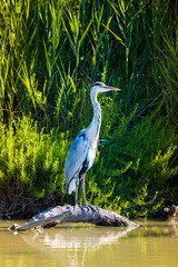 Great gray heron standing on a log at pont de Grau park