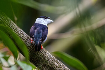 White-bearded Manakin (manacus manacus). Male bearded jumping jack in the middle of the forest