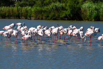 Naklejka premium Group of pink flamingos at Pont de grau ornithologic reserve