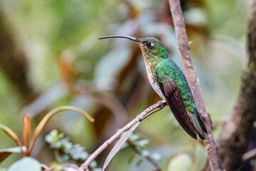 The mountain velvetbreast (Lafresnaya lafresnayi). Hummingbird perched laterally on a small branch