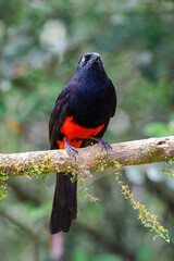 The red-bellied grackle (Hypopyrrhus pyrohypogaster). Bird endemic to Colombia