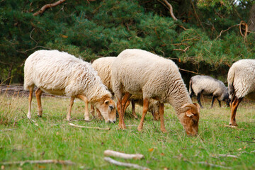 Fototapeta premium heidschnucken sheep in the lüneburg heath