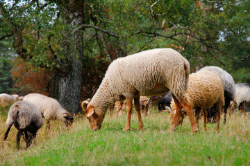 Obraz premium heidschnucken sheep in the lüneburg heath