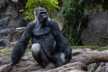 Gorilla in Loro Parque Zoo, in Tenerife. Canary Islands