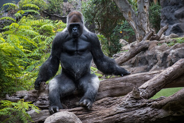 Gorilla in Loro Parque Zoo, in Tenerife. Canary Islands