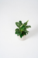 Philodendron birkin on a white background