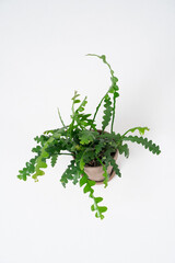 Nephrolepis fern in a gray pot on a white background