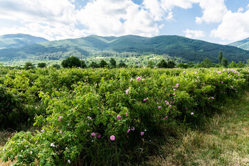 Fototapeta na wymiar Rosa Damascena or Damask rose. Field with pink bulgarian roses located in the Thracian Rose valley. Tea rose rosebushes. Bulgaria.
