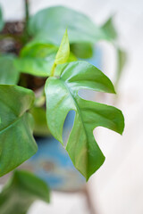 Raphidophora in a black pot on a blue chair