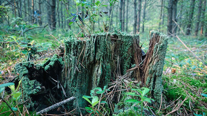  Stary korzeń w lesie