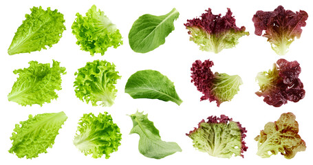 salad, lettuce, Batavia, Lollo Bionda, Romain, Red Oak, Lollo Rosso, isolated on white background,...