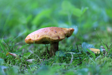 Jesienny grzyb rośnie na leśnej polanie.  - obrazy, fototapety, plakaty