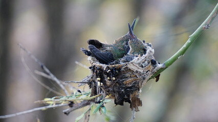 Nido de colibríes 2 © GALGUS_MX