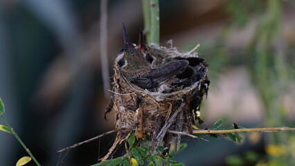 Nido de colibríes © GALGUS_MX