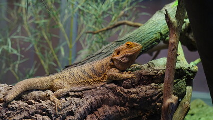 Reptil en refugio