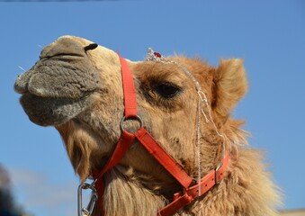 Camel with tiara jewels at drag festival