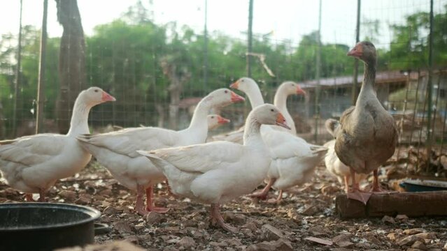 Geese are walking in the farm coop. Floor cage free birds is trend of modern poultry farming. Small local business.