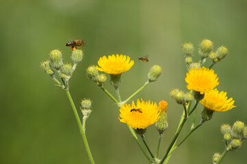 Closeup of bees on perennial sowthistle flowers with green blurred background