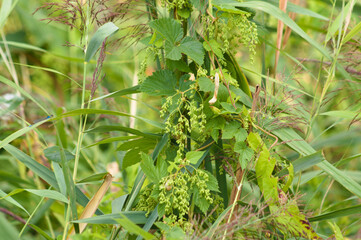 Closeup of common hop leaves with selective focus on foreground