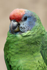 Red-tailed Amazon (Amazona brasiliensis) in natural habitat.