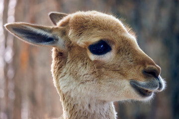 Cute little vicuna (Lama vicugna) at a farm close up - 533223910
