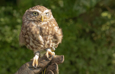 close up of Little owl teatherd and sat on a leather glove