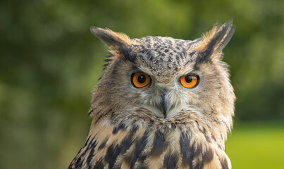 close up of the head of an eagle owl