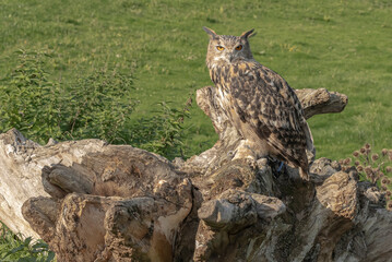 Eagle owl on an old gnarled log